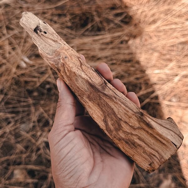 palo santo | big